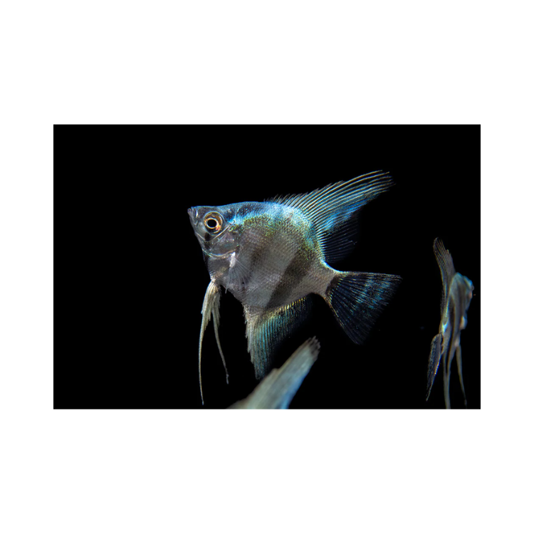 Pterophyllum scalare diamond - imagine 3